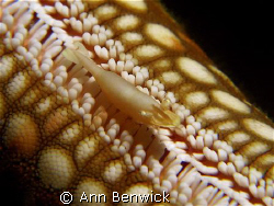Very, very tiny shrimp which I have not yet identified so... by Ann Benwick 